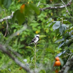 Gracupica nigricollis