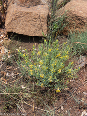 Lasiosiphon capitatus