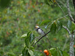 Gracupica nigricollis
