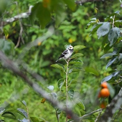 Gracupica nigricollis