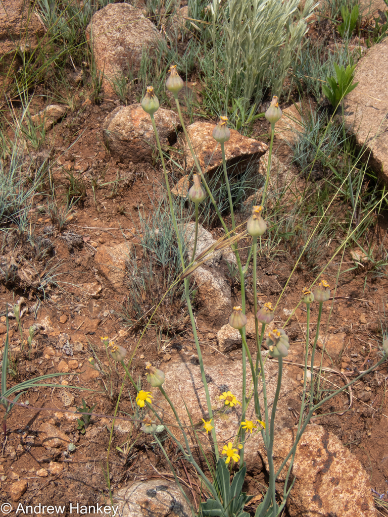 Othonna natalensis, Sekhukhune, Limpopo, South Africa