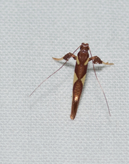 Caloptilia xanthopharella