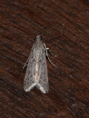 Phycitini