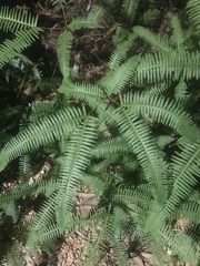 Dicranopteris