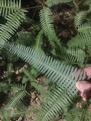 Dicranopteris