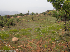 Callilepis laureola