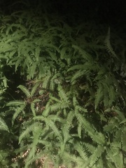 Dicranopteris