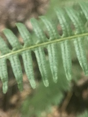Dicranopteris
