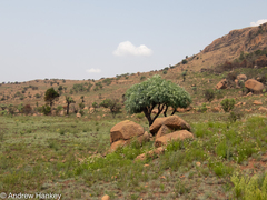 Cussonia paniculata sinuata