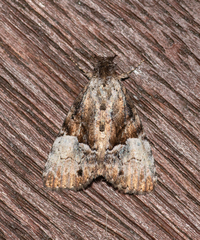 Alophosoma emmelopis