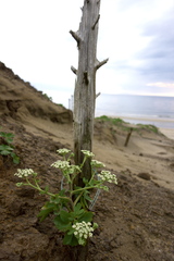 Peucedanum japonicum