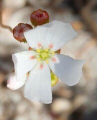Drosera eneabba