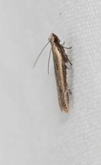 Mesophleps adustipennis