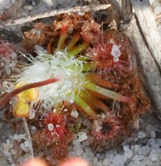 Drosera eneabba