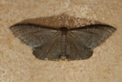 Idaea coercita