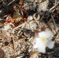Drosera eneabba