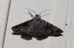 Dysbatus singularis