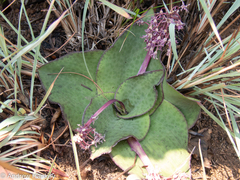Ledebouria ovatifolia ovatifolia