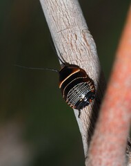 Ellipsidion australe