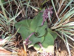 Ledebouria ovatifolia ovatifolia