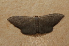 Idaea coercita