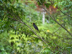 Hypsipetes leucocephalus