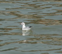 Chroicocephalus ridibundus