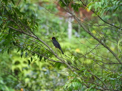 Hypsipetes leucocephalus