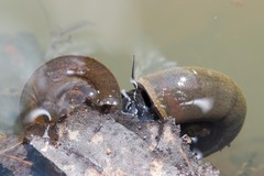 Planorbis planorbis