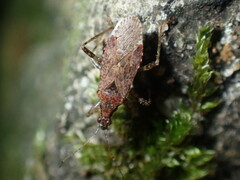 Himacerus mirmicoides