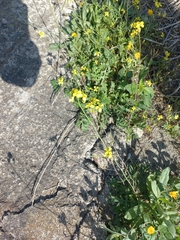 Brassiceae