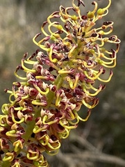 Grevillea eryngioides