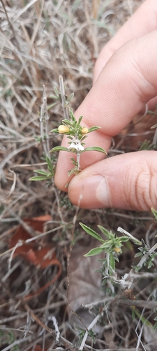 Satureja intricata (Satureja intricata)