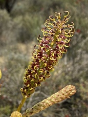 Grevillea eryngioides