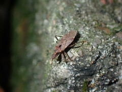 Himacerus mirmicoides