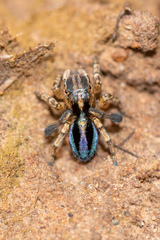 Maratus chrysomelas