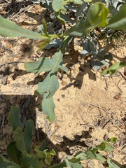 Grevillea eryngioides