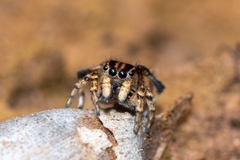 Maratus chrysomelas
