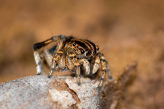 Maratus chrysomelas