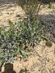 Grevillea eryngioides