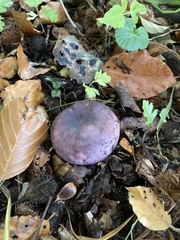 Russula cyanoxantha