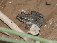Lithobates yavapaiensis