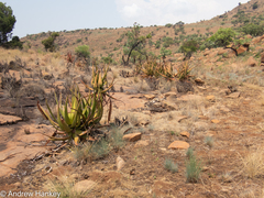 Aloe barbara-jeppeae