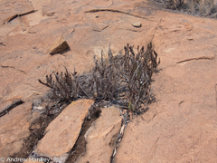 Myrothamnus flabellifolius