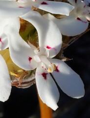 Stylidium crossocephalum