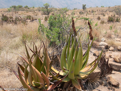 Aloe barbara-jeppeae