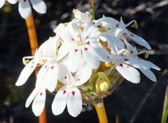 Stylidium crossocephalum