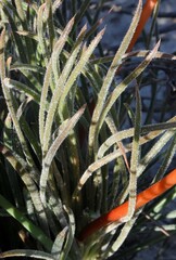 Stylidium crossocephalum