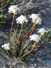 Stylidium crossocephalum