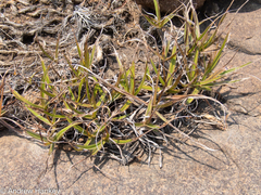 Xerophyta